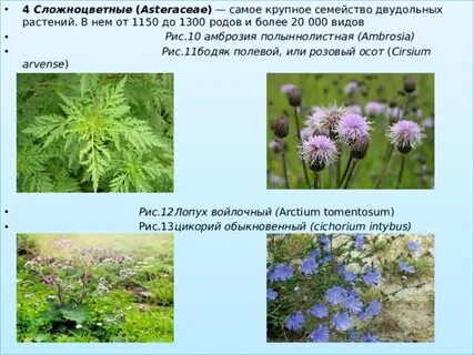 Сорные сложноцветные растения