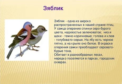Основная мысль текста про птиц
