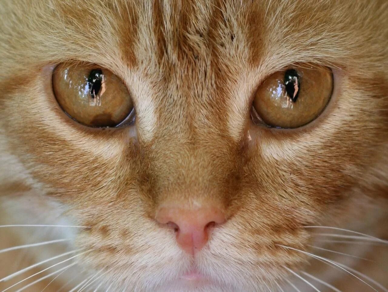 Рыжие коты. Рыжий кот с карими глазами. Глаза кошки. Кошачий глаз.