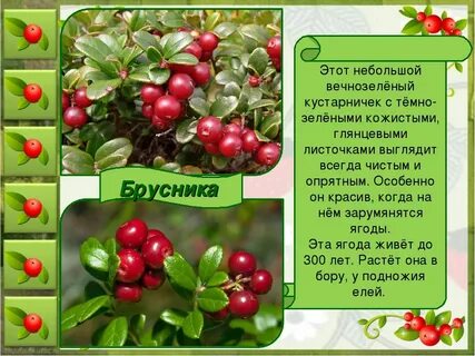 Текст вечнозеленый