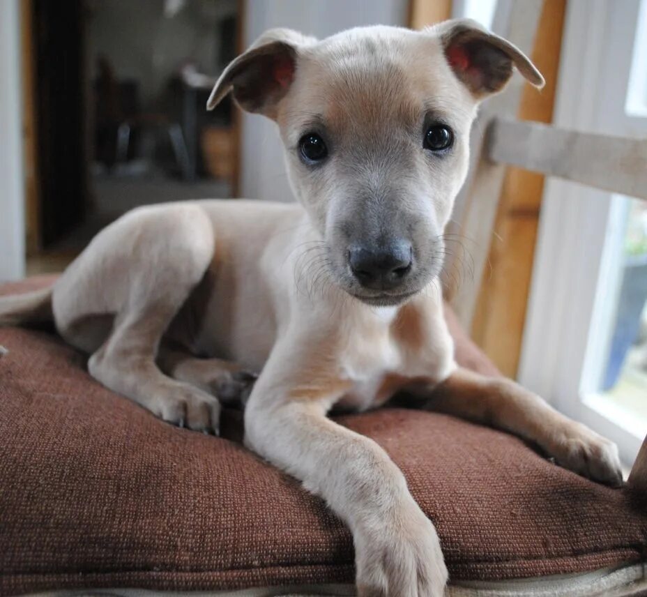 порода карликовый пинчер. гладкошерстные собаки маленьких размеров. цверг пинчер. цвергпинчер карликовый доберман. немецкий пинчер.