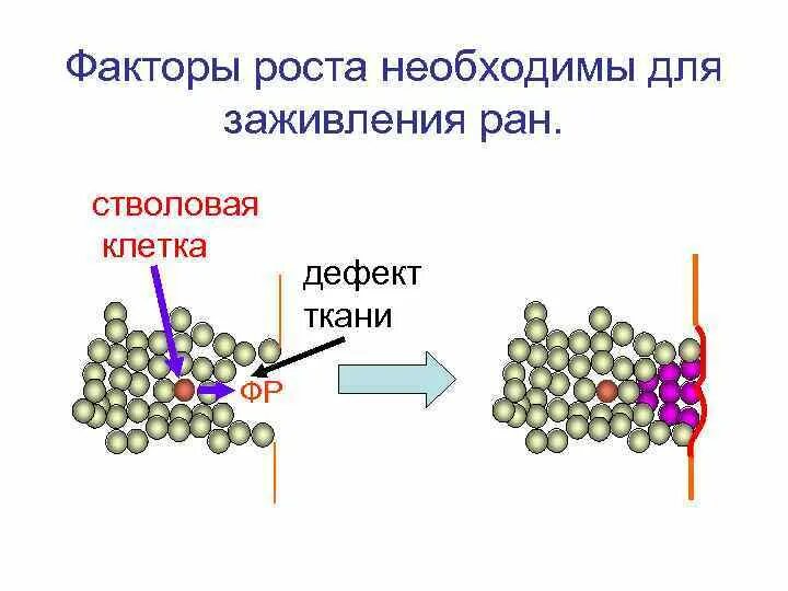 Факторы роста стволовых клеток. Стволовая клетка и факторы роста. Факторы роста. Факторы роста опухолевых клеток. Сайт фактор роста