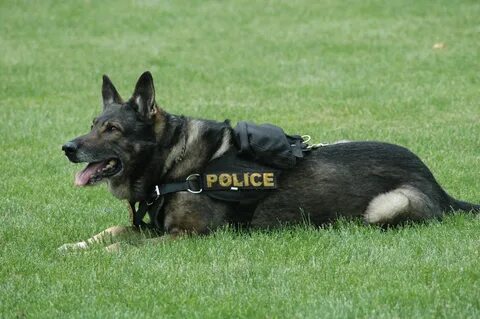 Douglas County Sheriff K9 Fatally Injures Dog on Sunday. 