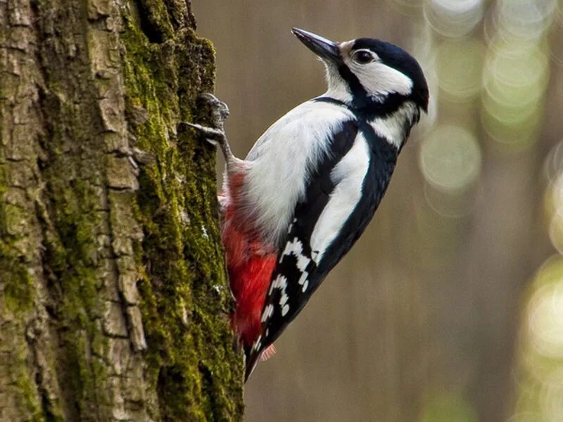 Птицы леса и сада. Лесные певчие птицы. Птицы в огороде. Птицы леса и сада. Птицы в летнем лесу.