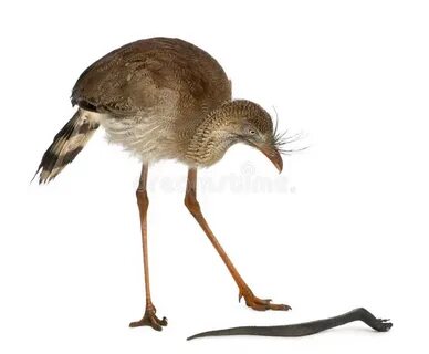Red legged