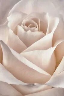 Classic rose