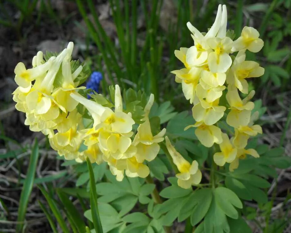 Хохлатка (Corydalis). Хохлатка первоцвет. Весенние цветы хохлатка. Весенние первоцветы хохлатка. Хохлатка фото растения