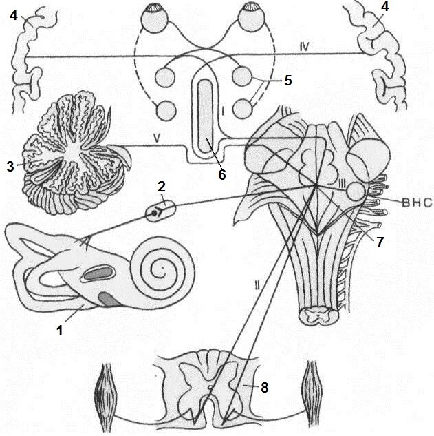 Вестибулярный аппарат мозг. Схема ассоциативных связей вестибулярного анализатора. Путь вестибулярного анализатора. Связи центров вестибулярного анализатора. Проводящий путь вестибулярного анализатора схема.