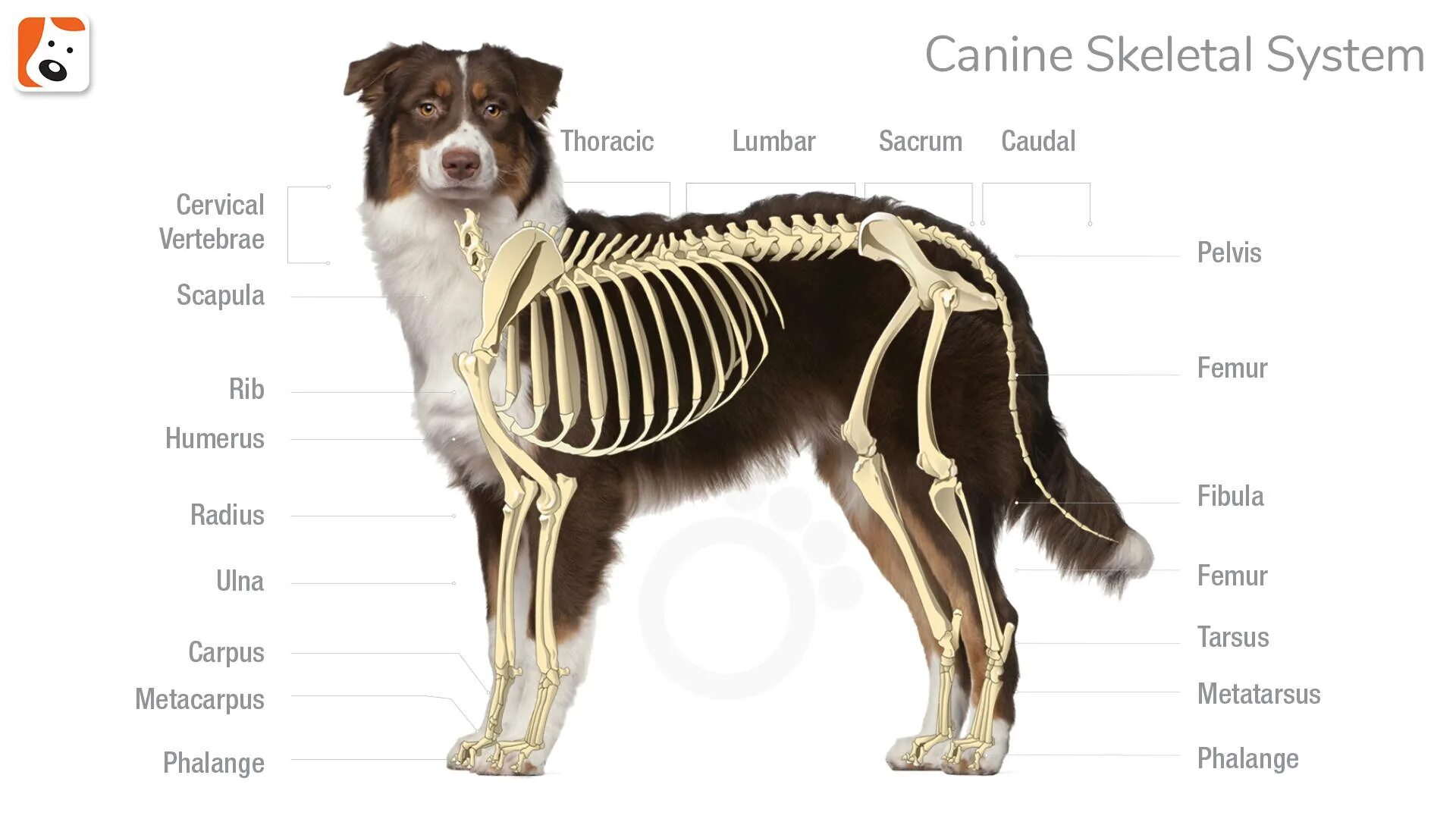 Скелет собаки анатомия. Анатомическое строение скелета собаки. Анатомия костей собаки. Скелет собаки строение с описанием.