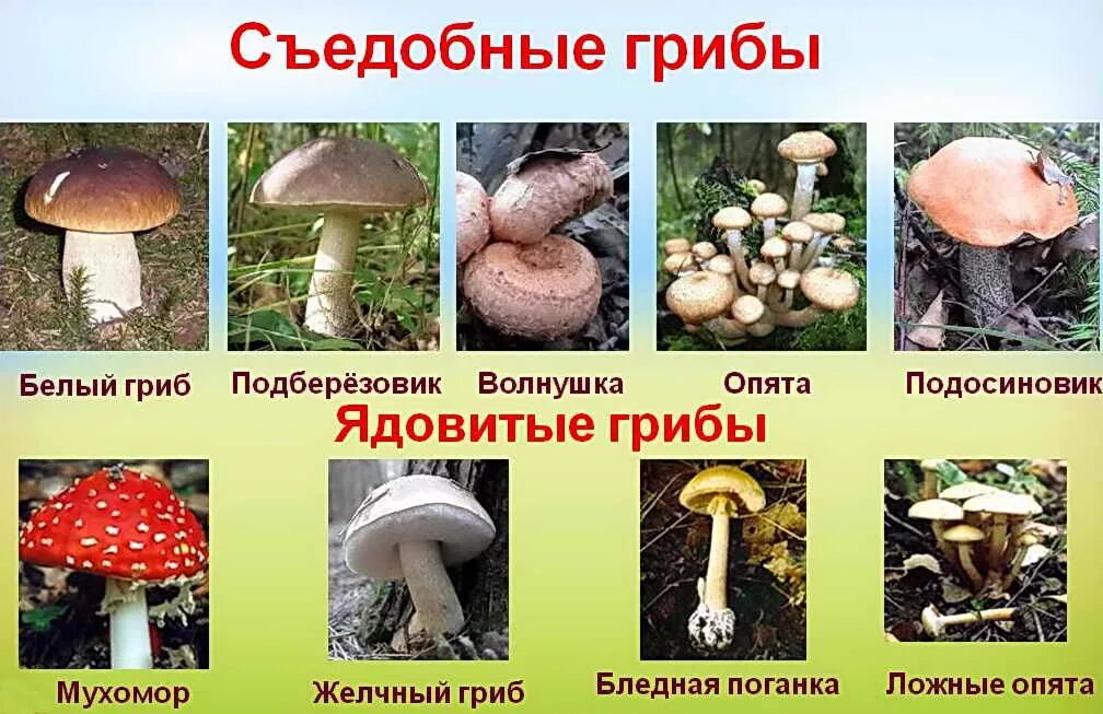 Какие есть опасные грибы. Грибы: съедобные и несъедобные. Название съедобных и несъедобных грибов. Несъедобные грибы. Съедобные и несъедобные грибы картинки.