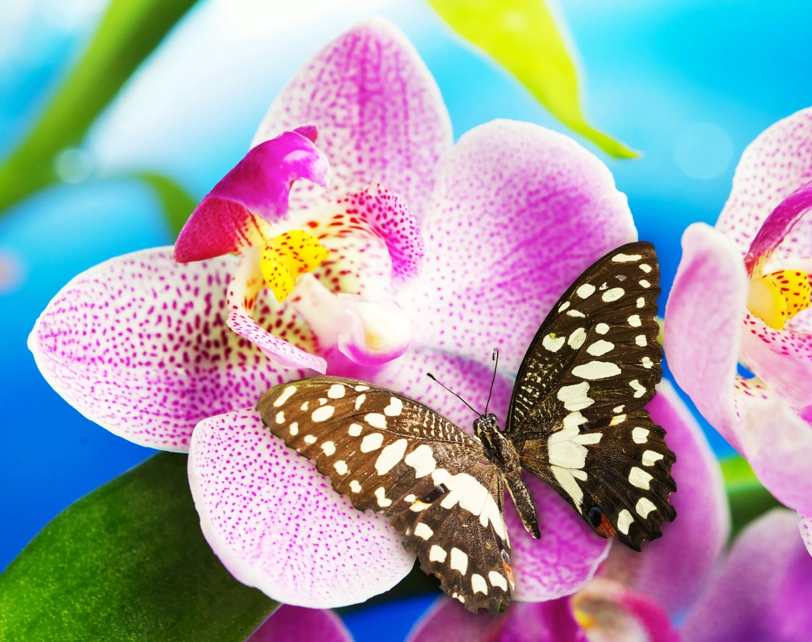 Цветы орхидея бабочка. Фаленопсис бабочка Баттерфляй. Фаленопсис Баттерфляй орхид. Гранди бабочка Орхидея. Фаленопсис Божья коровка.