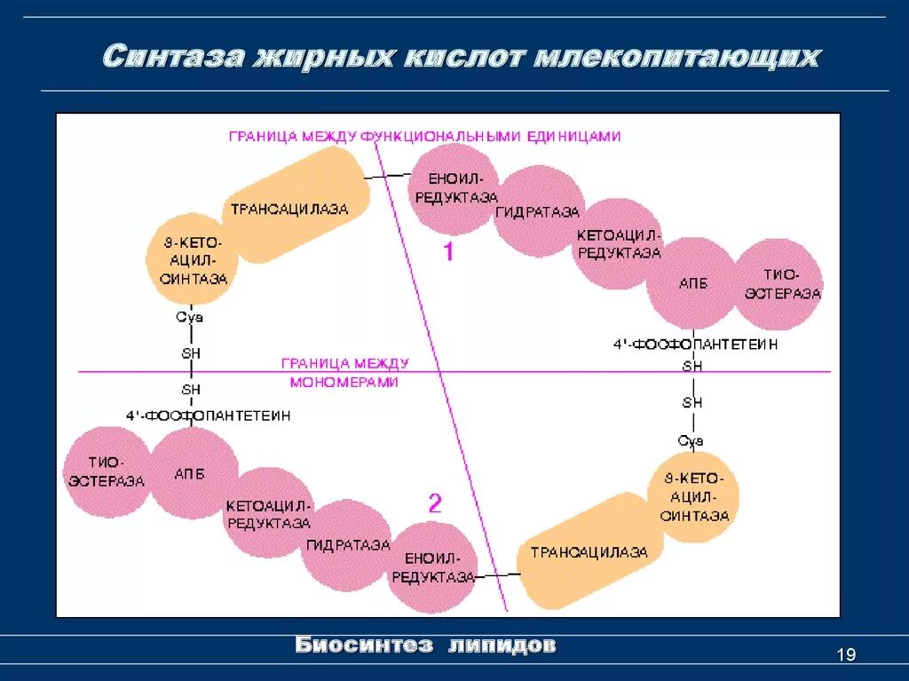 Биосинтез мономеров. Синтаза жирных кислот. Синтазный комплекс в биосинтезе липидов. Синтазы биохимия. Синтез жирных кислот биохимия.