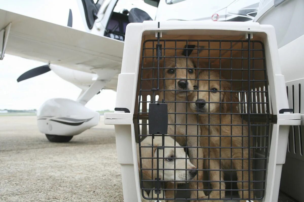 Отсек для перевозки животных в самолете. Перевозка собак в самолете. Багажный отсек для животных. Багажный отсек для животных в самолете. Выезд собаки за границу