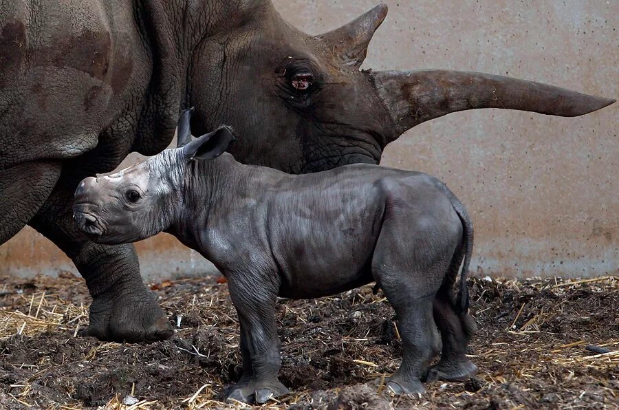 Сколько детенышей носорога родилось в 2001 году. Редкий белый носорог. Родился белый носорог. Белый носорог детеныш. Рог у детеныша носорога.