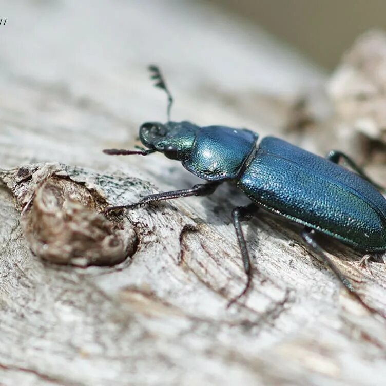 Синий жук в качестве. Рогач синий жук. platycerus caraboides. жук рогачик жужелицевидный. синий рогач platycerus caraboides.