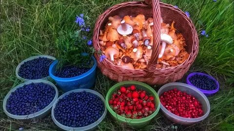 Бел урожай