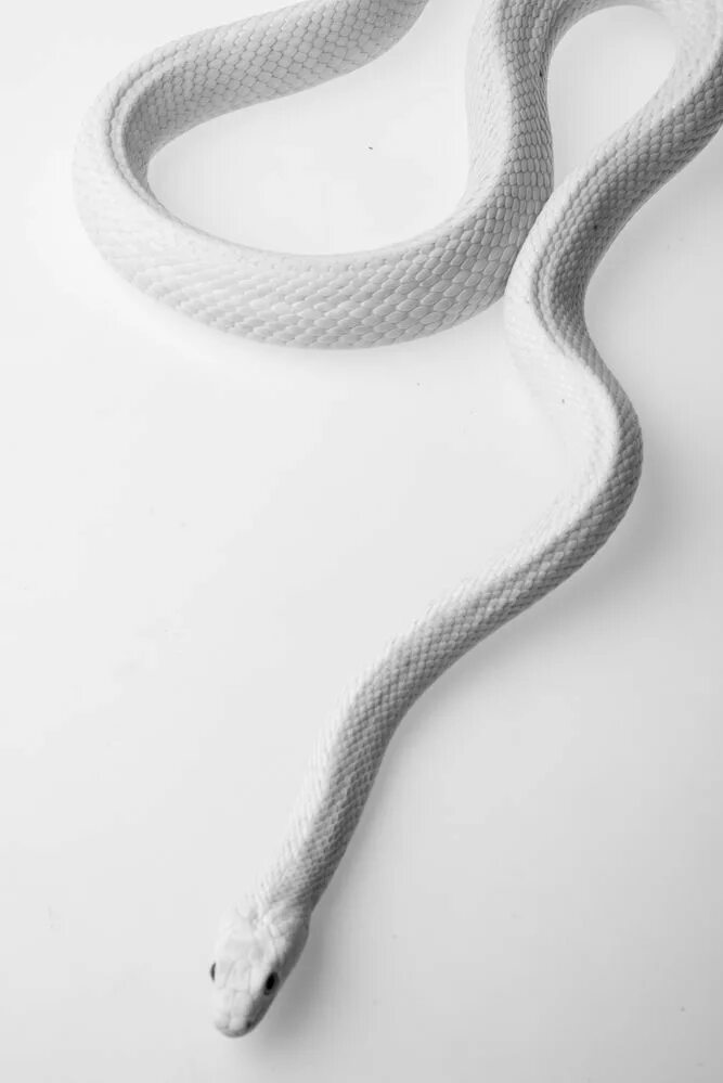 Змеи Эстетика. Белая змея. Белая змея Эстетика. Змея светлая.