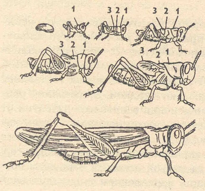 Насекомое развивающееся с неполным превращением. Развитие с неполным превращением у саранчи. Цикл развития саранчи. Развитие насекомого саранчи с неполным превращением. Саранча фазы развития.