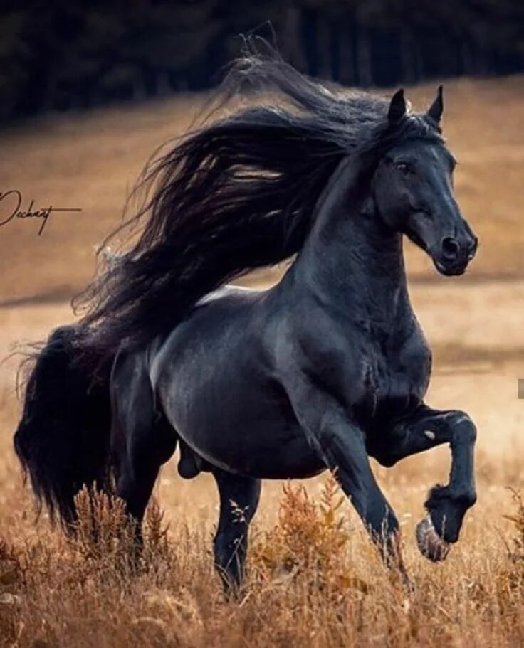 So pretty Cavalli neri, Cavalli bellissimi, Fotografie di cavalli