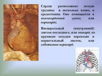 Находится позади