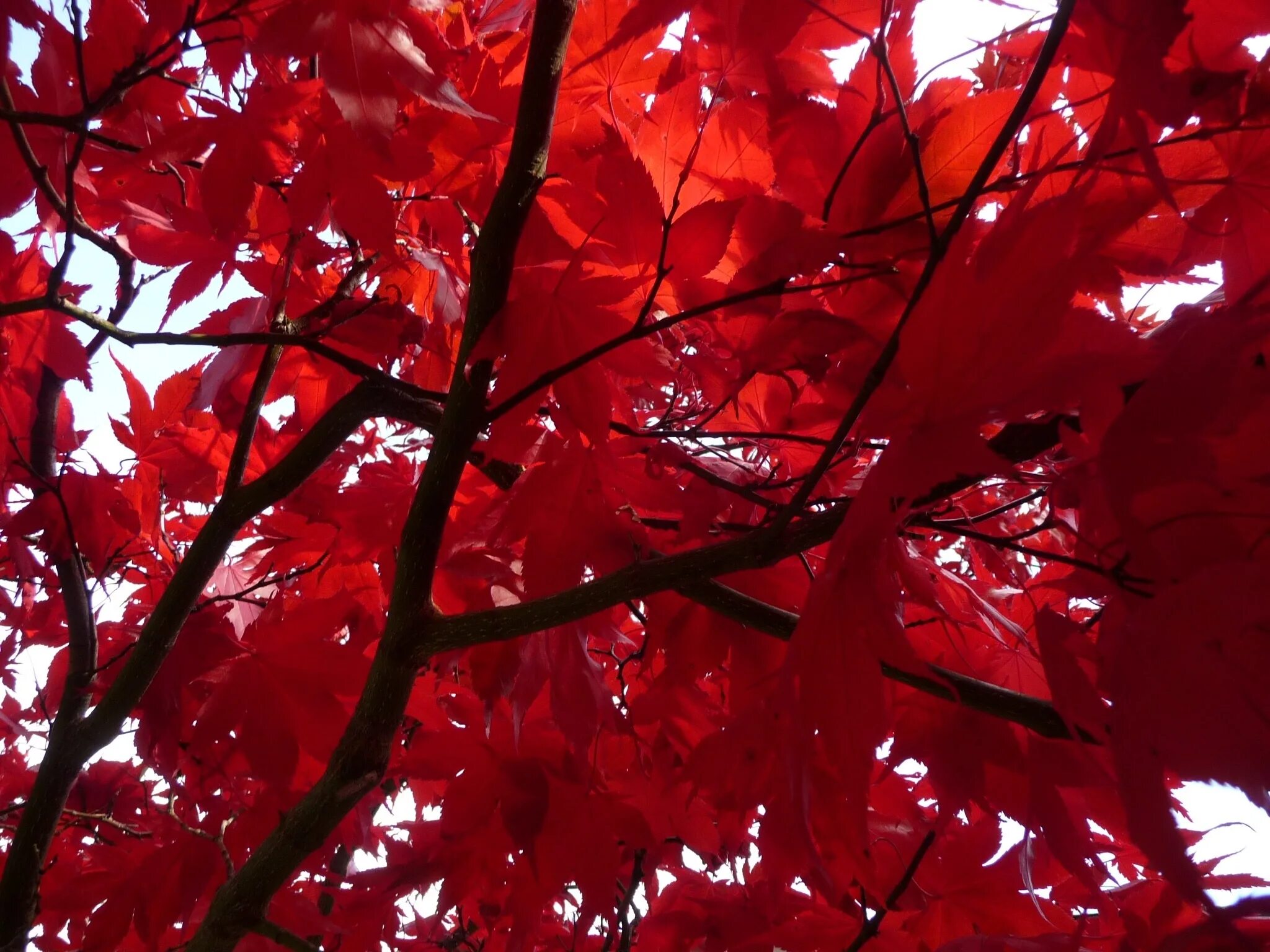Багряной веткой. Клен с красными листьями. Багряный клен. Клён с красноватыми листьями. Багряный клен дерево.