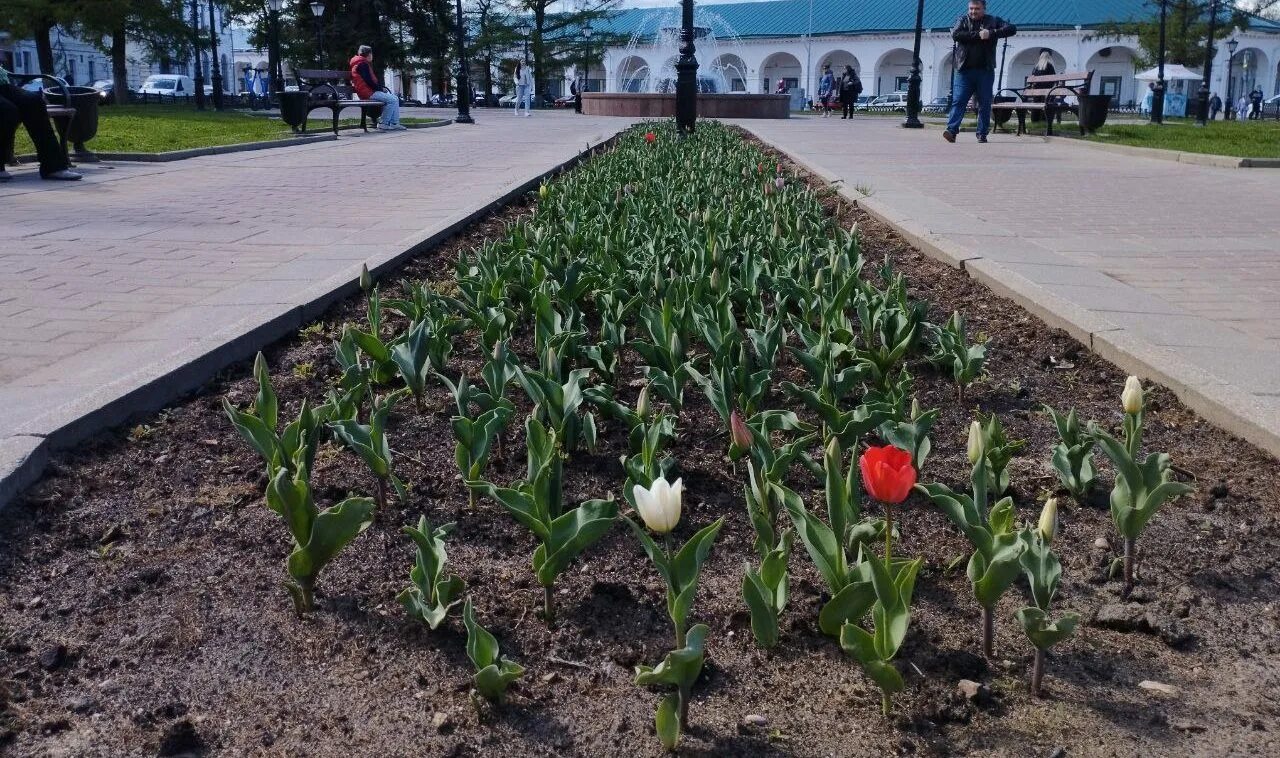 Кострома 1 мая 14. Цветы для клумбы. Клумбы фото. Городские клумбы фото. Цветы высаживают на клумбах города.