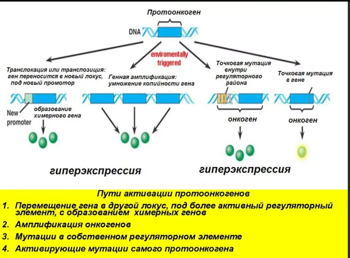 Появление рецессивных мутаций. Механизм превращения протоонкогена в онкоген схема. Амплификация протоонкогенов. Механизм трансформации протоонкогена в онкоген. Вирусные онкогены протоонкогены классификация.