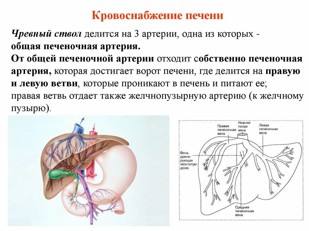 Легочные артерии печеночная артерия