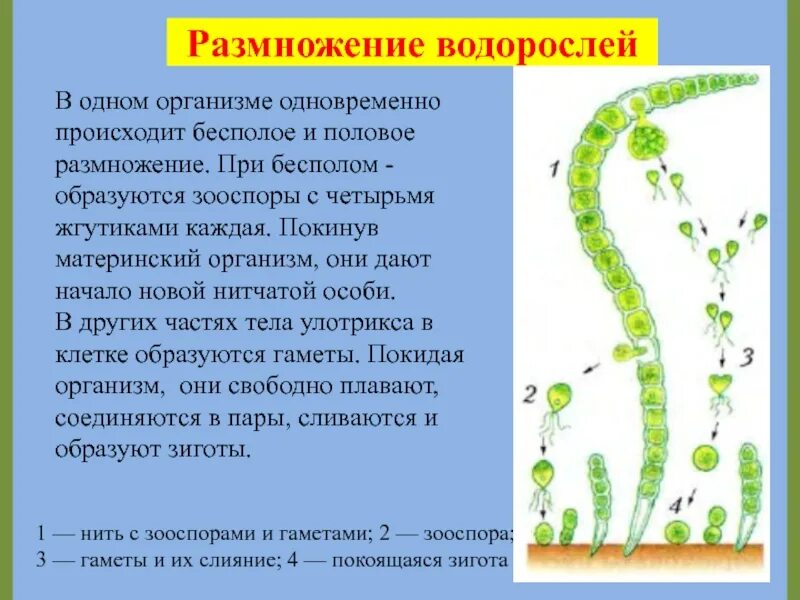 Для водорослей характерно ответ. Размножение водорослей 7 класс биология. Бесполое размножение зеленых водорослей. Размножение многоклеточных водорослей. Бесполое размножение водорослей 7 класс биология.