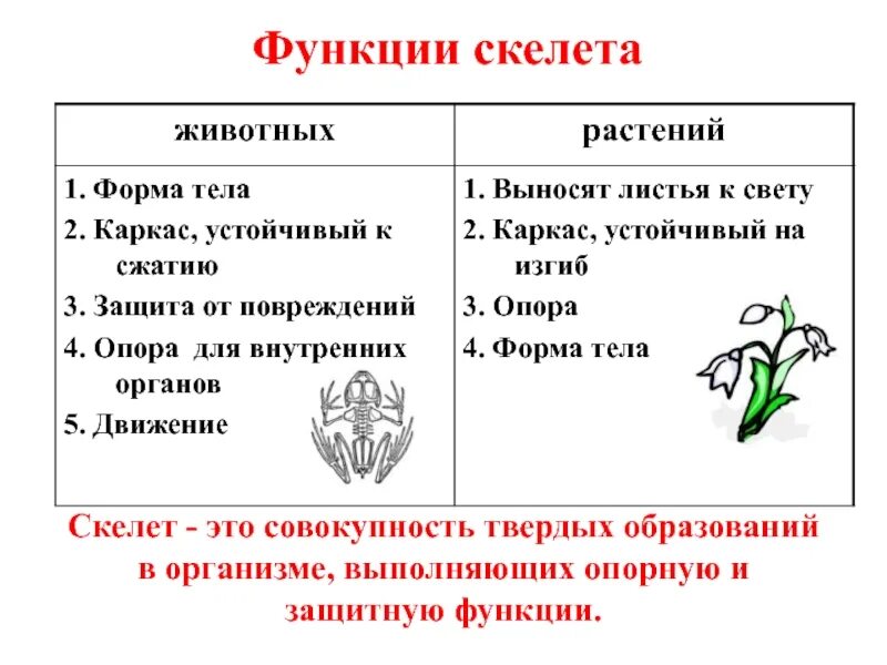 Скелет опора организма таблица. Скелет опора организма 6 класс биология кратко. Скелет опора организма таблица 6 класс. Функции скелета растений.