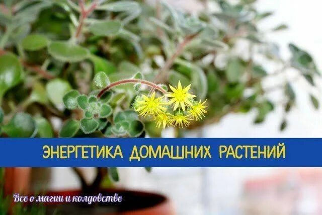 Комнатные цветы энергетика цветов. Комнатные цветы энергетика цветов. Комнатные цветы энергетика цветов. Комнатные цветы энергетика цветов. Комнатные растения энергетика.