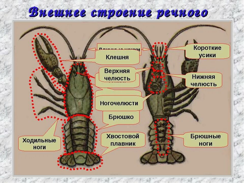 Сколько пар у рака