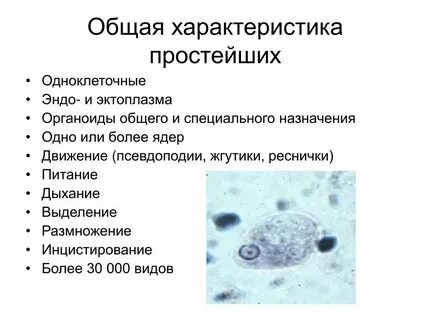 Общая характеристика простейших кратко