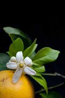 Orange blossom