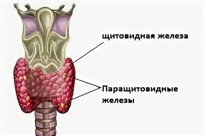 Слепая железа. Щитовидная и паращитовидная железа анатомия рисунок. щитовидная и паращитовидная железы строение и функции. паращитовидная железа анатомия животных. верхняя паращитовидная железа анатомия.