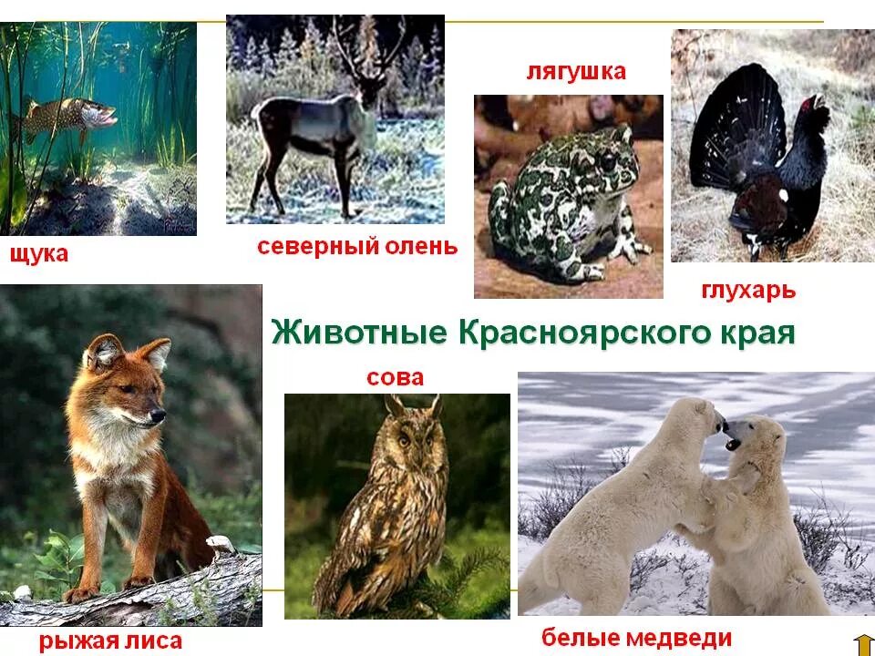 Национальный парк Ергаки в Красноярском крае - Мой отпуск - Медиаплатформа МирТе