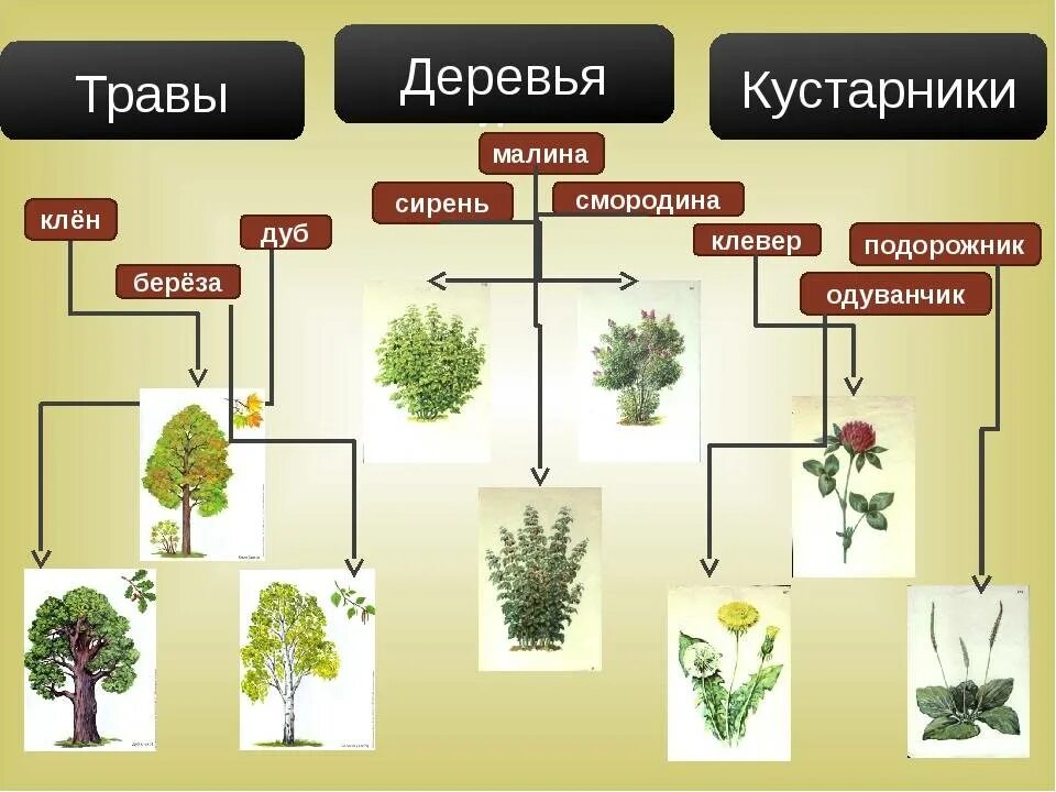 Яблоня жизненная форма