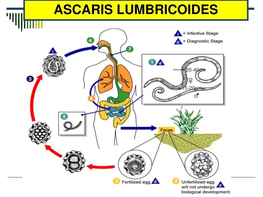 Цикл размножения аскариды человеческой. Цикл развития гельминтов. Жизненный цикл аскариды червей. Циклы развития аскариды и острицы.