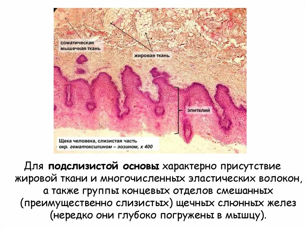 Подслизистая пищевода