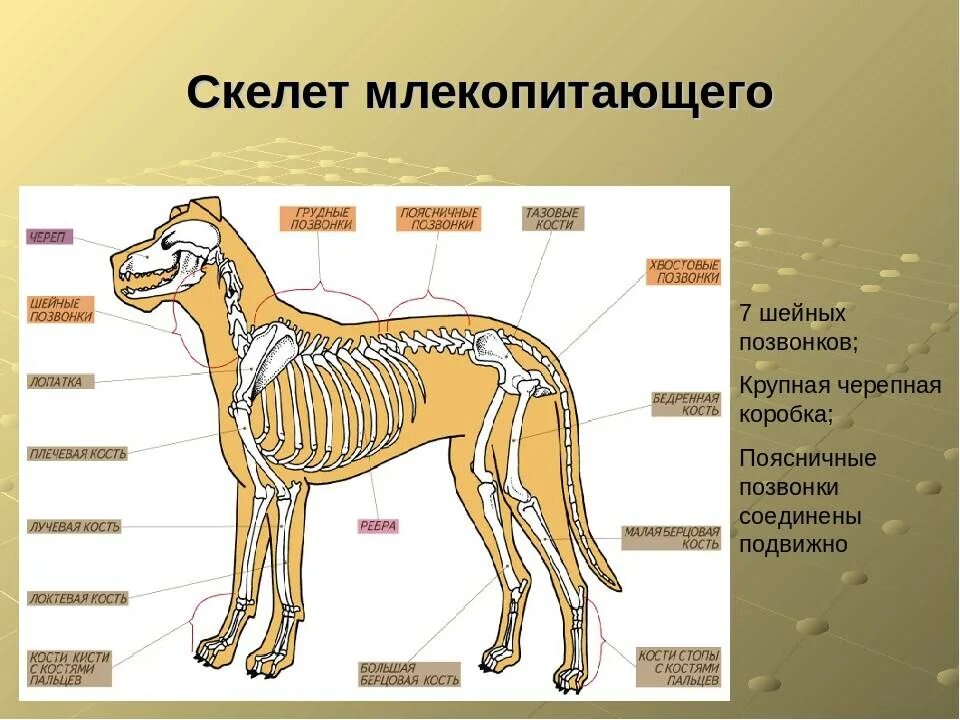 Особенности скелета млекопитающих 7. Строение костей млекопитающих 7 класс. Скелет млекопитающего 7 класс биология. Внешнее строение млекопитающих скелет. Какое строение имеет скелет млекопитающих ответ кратко.