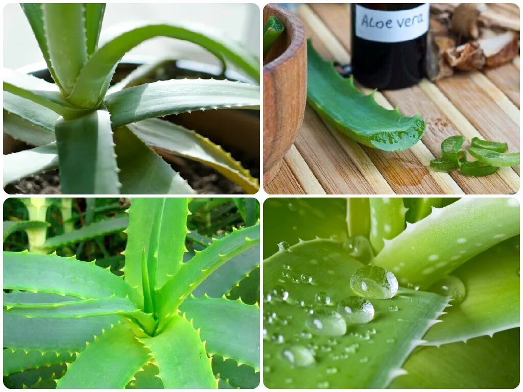 Aloe vera как пользоваться