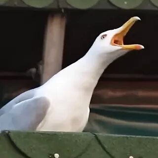 Где то кричит птица