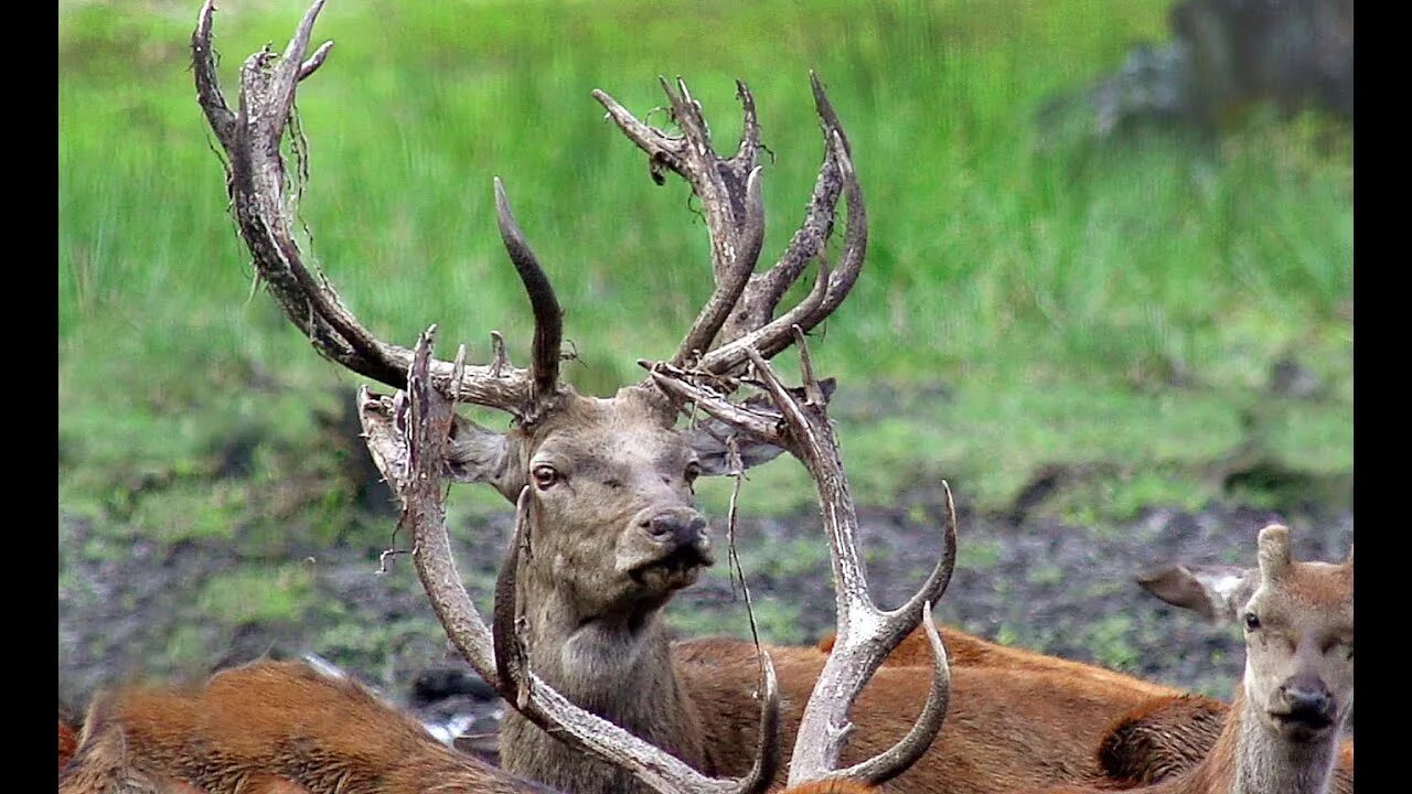 Видео олений. Видео олений. Deer hunting. Видео олений. Видео олений.