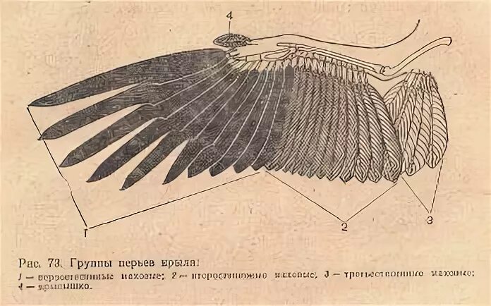Какие изменения скелета крыла связаны с полетом. Крыло ворона анатомия. анатомия перьев крыла. строение крыла перья. строение крыльев.