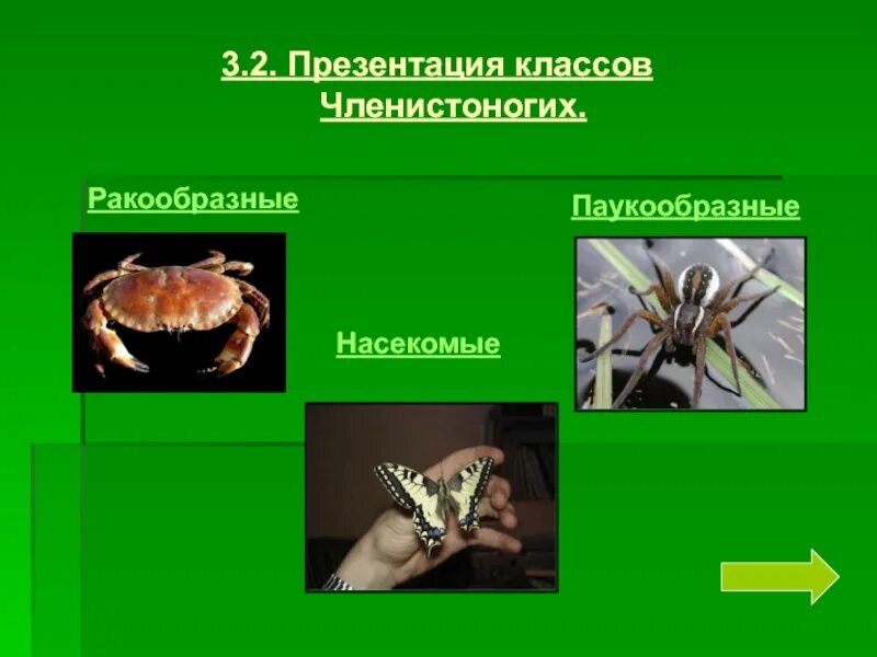 Установите соответствие между паукообразными и насекомыми
