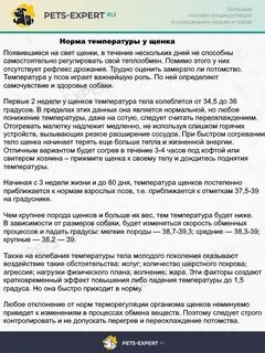 Какая температура у собак перед родами
