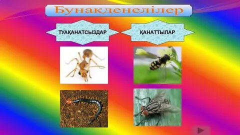 Әйел досы туралы видео