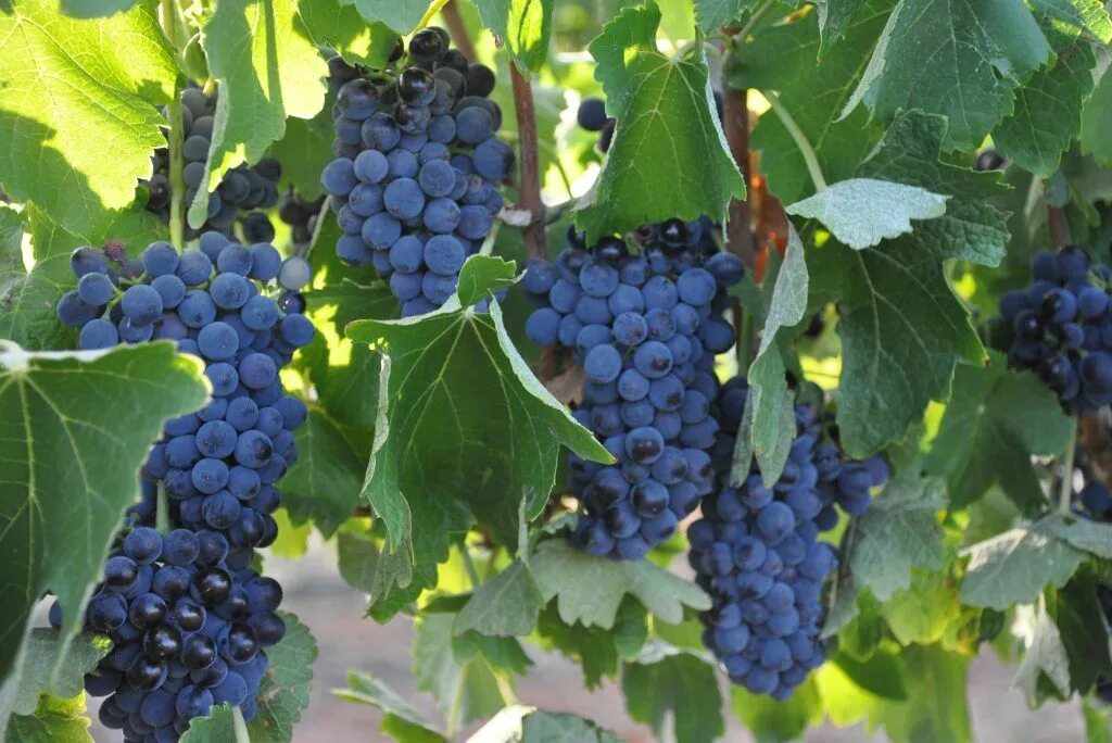 Different Types of Red Wine, Explained by a Sommelier - Eat This Not That