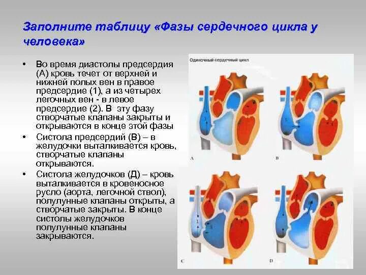 Во время систолы предсердий открыты. Систола предсердий створчатые клапаны. Схема сердечного цикла. Фазы диастолы сердца. Заполните таблицу фазы сердечного цикла.