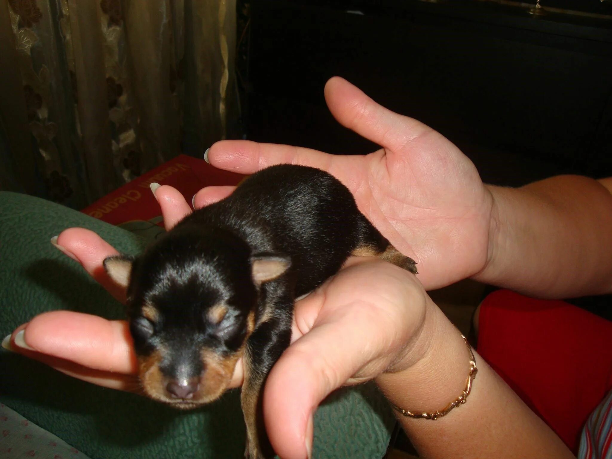 Роды собаки чихуахуа щенков. Той терьер рожает. Той терьер рожает. Новорожденные щенки той терьера мини. Новорожденные щенки той терьера.